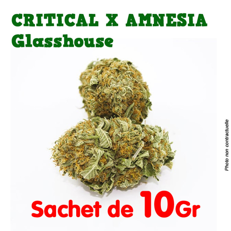 Fleur de CBD - Critical X Amnésia - Small Bud Indoor